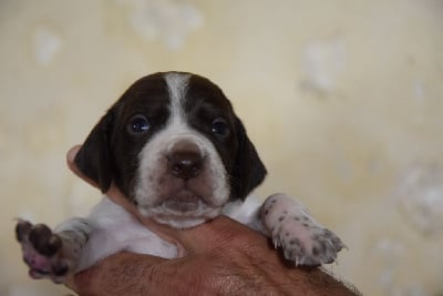 Les chiots de Braque français, type Pyrenees (petite taille)