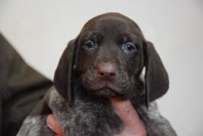 Les chiots de Braque allemand à poil court