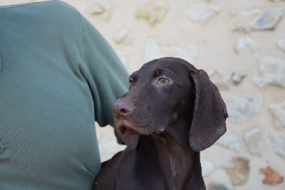 Les chiots de Braque allemand à poil court