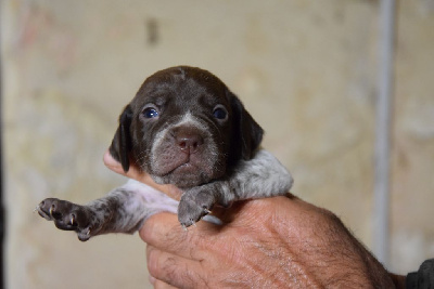 Les chiots de Braque français, type Pyrenees (petite taille)