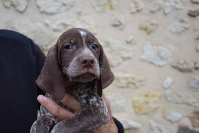 Les chiots de Braque français, type Pyrenees (petite taille)
