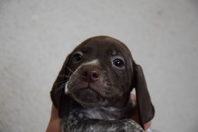 Les chiots de Braque français, type Pyrenees (petite taille)