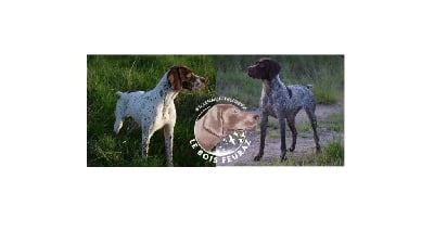 CHIOT - Braque français, type Pyrenees (petite taille)