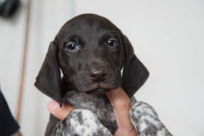 Les chiots de Braque allemand à poil court