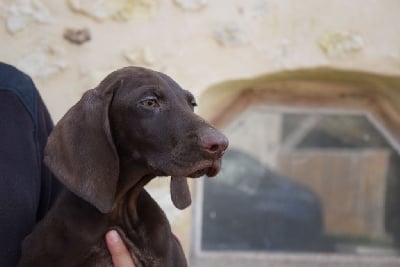 Les chiots de Braque allemand à poil court