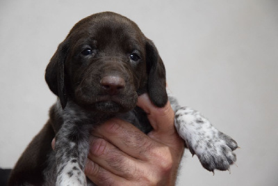 Les chiots de Braque allemand à poil court