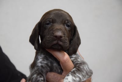 Les chiots de Braque allemand à poil court