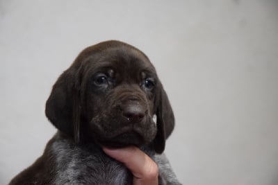 Les chiots de Braque allemand à poil court