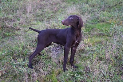 Les chiots de Braque allemand à poil court