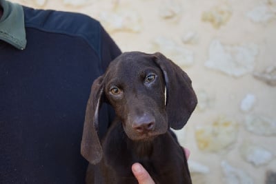 Les chiots de Braque allemand à poil court