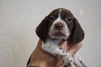 Les chiots de Braque français, type Pyrenees (petite taille)