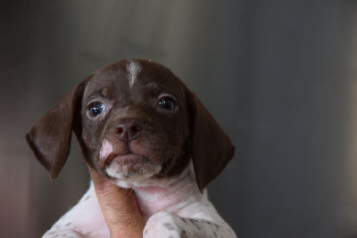 Les chiots de Braque français, type Pyrenees (petite taille)
