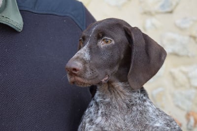 Les chiots de Braque allemand à poil court