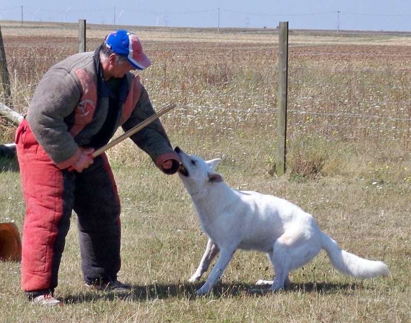 Vany des gardiens du vieux manoir