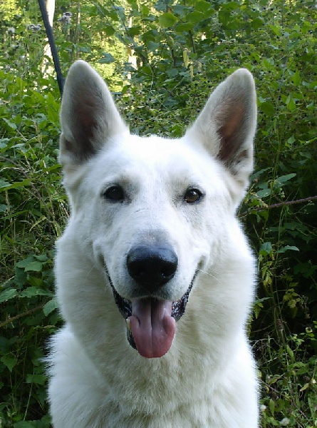Vany des gardiens du vieux manoir