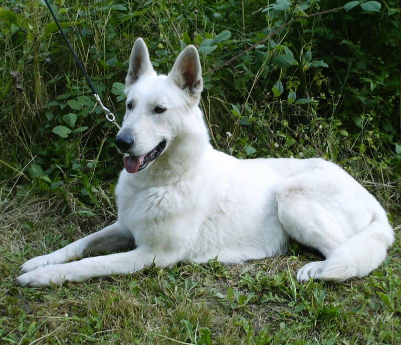 Vany des gardiens du vieux manoir
