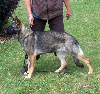 Accueil Elevage Des Loups Modernes Eleveur De Chiens