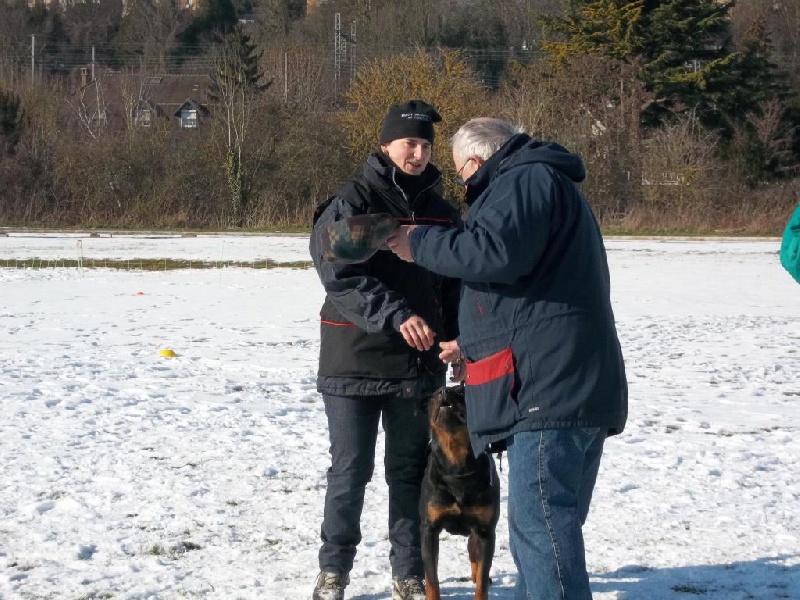 Freya du champ des louves - CSAU mention Excellent