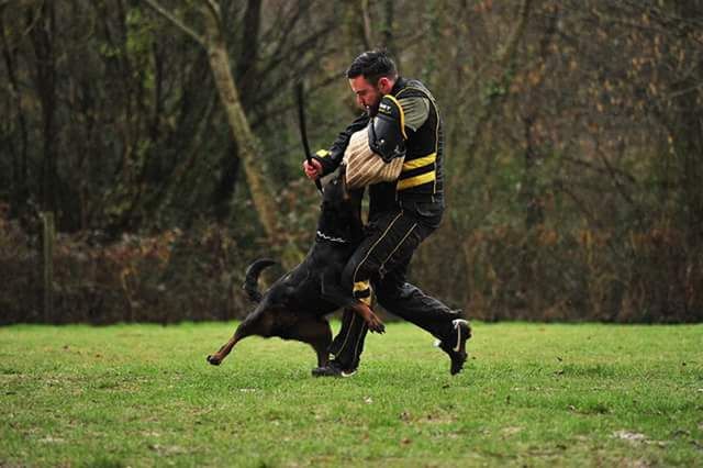Freya du champ des louves - IPO III classée 1/2