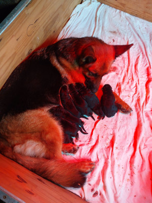 Les chiots de Berger Allemand