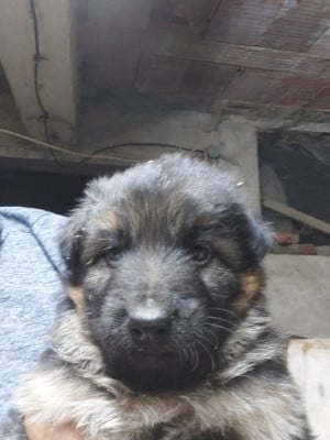 Les chiots de Berger Allemand