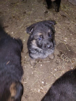 Les chiots de Berger Allemand