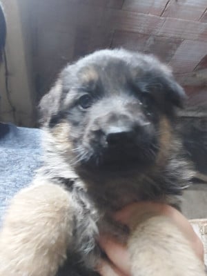 Les chiots de Berger Allemand