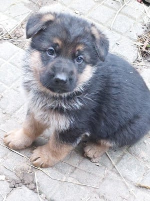 Les chiots de Berger Allemand