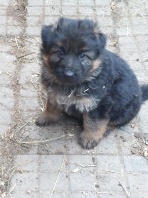Les chiots de Berger Allemand
