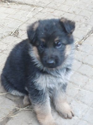 Les chiots de Berger Allemand