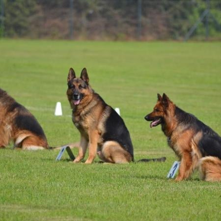 Dragon de la Bête des Vosges - obeissance 2