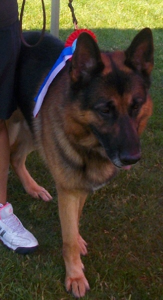 Dragon de la Bête des Vosges - Excellent