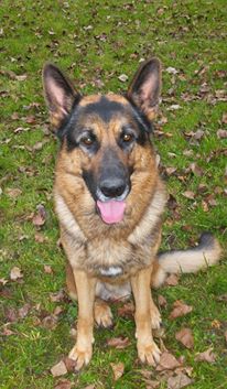 Dragon de la Bête des Vosges - Obeissance 3