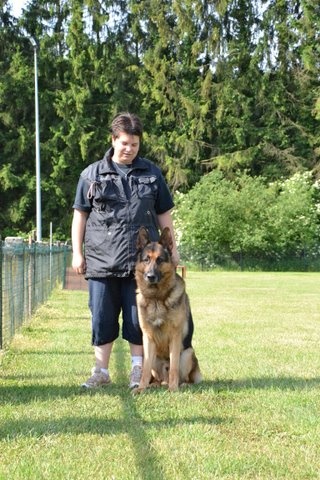 Dragon de la Bête des Vosges - obeissance 2