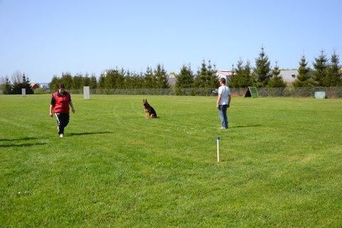 Dragon de la Bête des Vosges - obeissance 2
