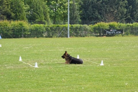 Dragon de la Bête des Vosges - obeissance 2