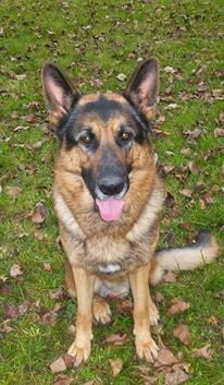 Dragon de la Bête des Vosges - Classe 3