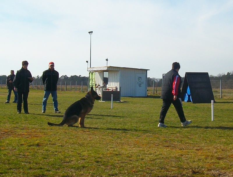 Dragon de la Bête des Vosges - obeissance 2
