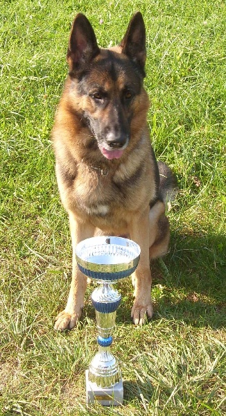 Dragon de la Bête des Vosges - obeissance 2