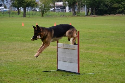 Dragon de la Bête des Vosges - Obeissance 2