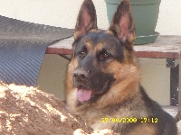 Dragon de la Bête des Vosges - Apte