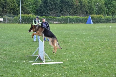 Dragon de la Bête des Vosges - obeissance 2