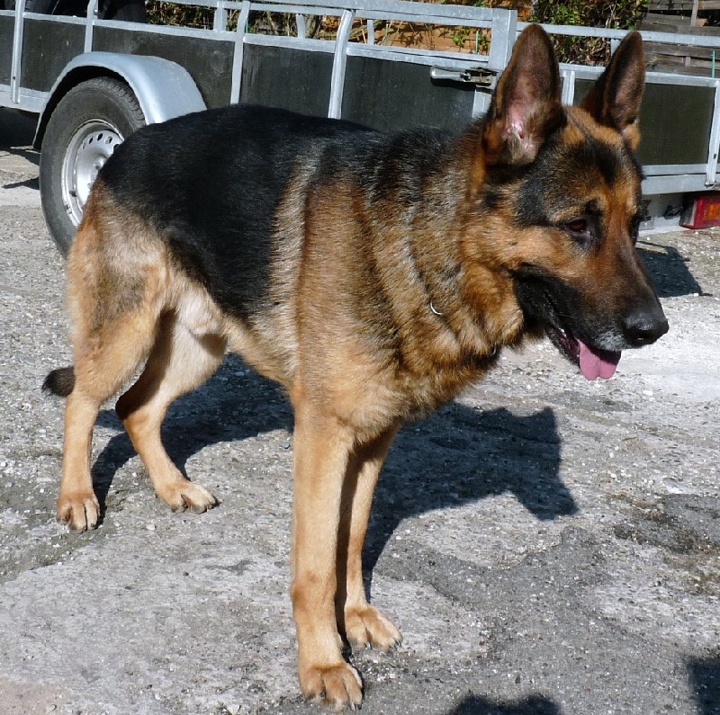 Dragon de la Bête des Vosges - obeissance 2