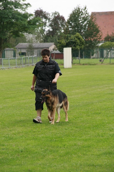 Dragon de la Bête des Vosges - obeissance 2
