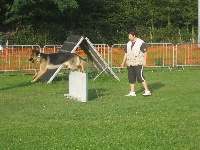 Dragon de la Bête des Vosges - obeissance1