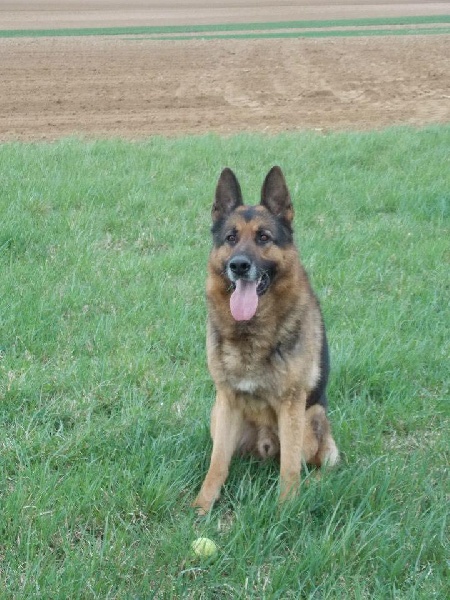 Dragon de la Bête des Vosges - Obeissance 2