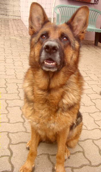 Derry Del gobbo - Obeissance 1