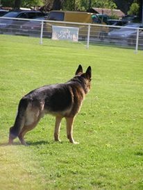 Dragon de la Bête des Vosges - Classe 3