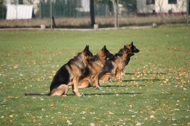 Dragon de la Bête des Vosges - Obeissance 2
