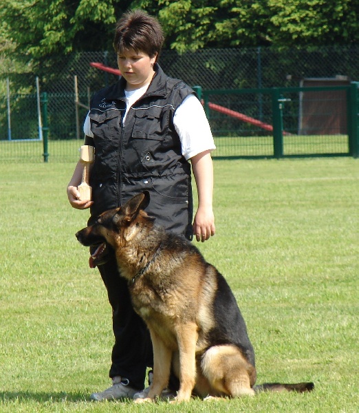 Dragon de la Bête des Vosges - Obeissance 2